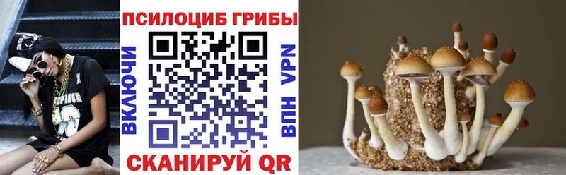 Купить  Красноармейск  Галлюциногенные грибы Psilocybine cubensis 